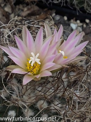 Turbinicarpus pseudomacrochele ssp. krainzianus var. sphacelatus Herkunft Katze/Wachtendonk