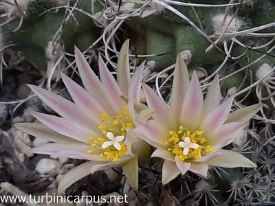 Turbinicarpus pseudomacrochele<br />    ssp. krainzinaus var. sphacellatus<br />    Herkunft Schmoll/Krainz