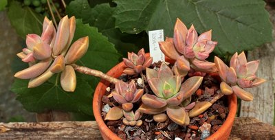 Graptosedum 2009-4; Crassulaceae (1).jpg