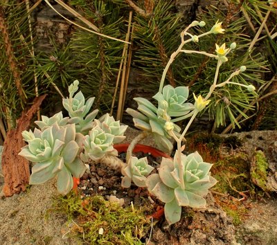 Graptosedum 2010-161; Crassulaceae (4).jpg