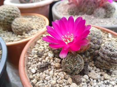 Sulcorebutia gemmae VZ 247a 2016-1.JPG (194.86 KiB) 22184 mal betrachtet Sulcorebutia gemmae VZ 247a