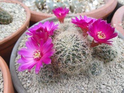 Sulcorebutia hertusii PHA 177KF 1-2016-5.JPG (221.95 KiB) 22184 mal betrachtet Sulcorebutia hertusii PHA 177KF 1