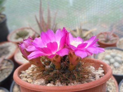 Sulcorebutia pulchra var longispina HS 78a