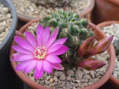 Sulcorebutia steinbachii VS 379