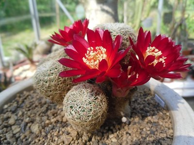 Sulcorebutia alba WF 24-21 2016-2.JPG (178.14 KiB) 22184 mal betrachtet Sulcorebutia alba WF 24/21