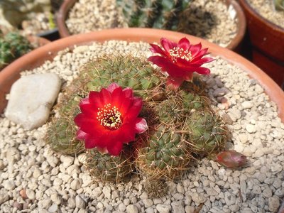 Sulcorebutia pasopayana WR 593