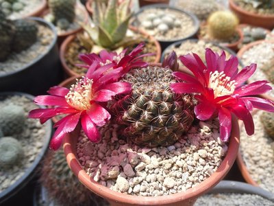 Sulcorebutia santianginiensis purpurea var minor JD 181 2016-1.JPG (219.2 KiB) 22184 mal betrachtet Sulcorebutia santianginiensis purpurea var minor JD 181