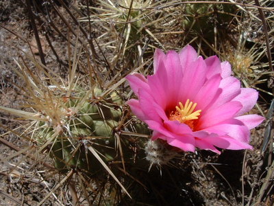 EcerBrandegeei10.JPG