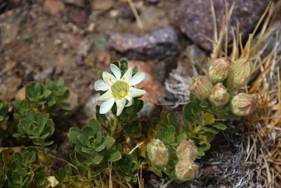 Malesherbia_lirana_subglabrifolia.jpg