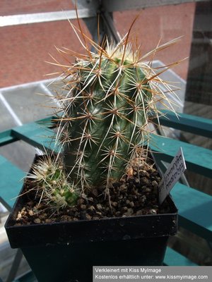 Echinocereus engelmannii_klein.jpg