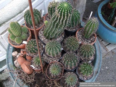 Echinopsis_klein.jpg