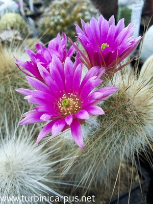 Echinocereus rayonesensis<br />südl. Rayones N.L.
