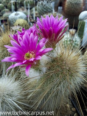Echinocereus rayonesensis<br />südl. Rayones N.L.