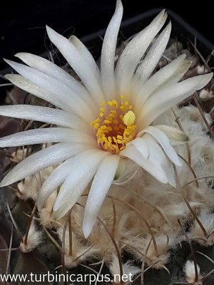 20160513_170014.jpg (338.41 KiB) 7826 mal betrachtet Obregonia denegrii<br />nördl. Jaumave TAM.