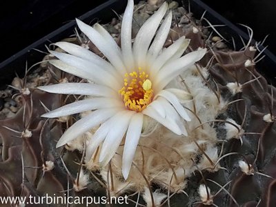 20160513_170028.jpg (362.11 KiB) 7826 mal betrachtet Obregonia denegrii<br />nördl. Jaumave TAM.