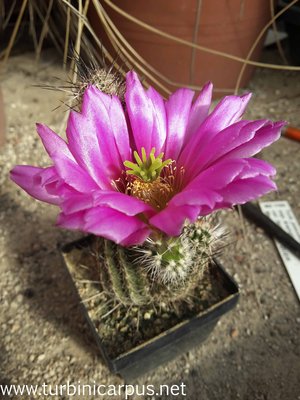 Wilcoxia/Echinocereus Hybride<br />Eltern unbekannt