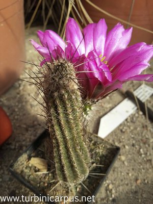 Wilcoxia/Echinocereus Hybride<br />Eltern unbekannt
