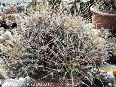 20160513_171352.jpg (1013.49 KiB) 16515 mal betrachtet Leuchtenbergia principis