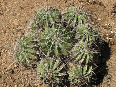 Ferocactus flavovirens.jpeg