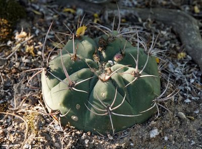 Gymnocalycium nigriareolatum RB3120 - El Portezuelo, Catamarca 615m