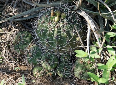 Gymnocalycium nigriareolatum simoi RB3122 - südl. Palo Labrado, Catamarca 750m