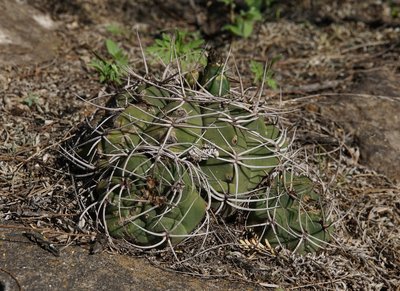 Gymnocalycium nigriareolatum simoi RB3122 - südl. Palo Labrado, Catamarca 750m