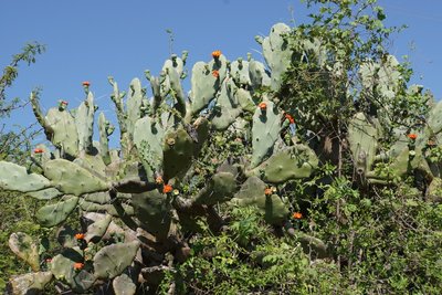 Opuntia quimilo RB3124 - südl. Palo Labrado, Catamarca 750m