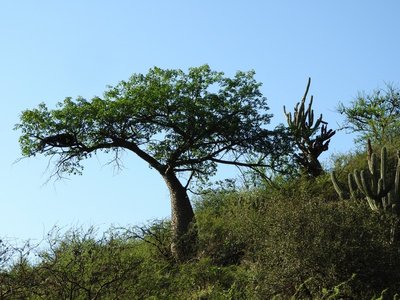 Florettseidenbaum - Ceiba speciosa