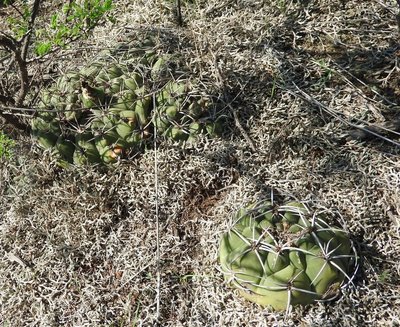 Gymnocalycium nigriareolatum simoi RB3122 - südl. Palo Labrado, Catamarca 750m