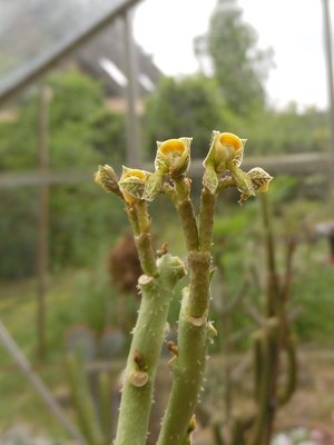 Monadenium echinulatum 2016-1