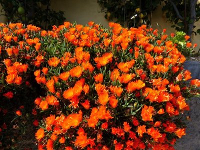 Lampranthus Hybride, orange.jpg