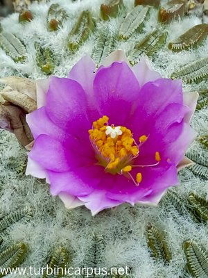 20160517_140715.jpg (469.8 KiB) 11971 mal betrachtet Pelecyphora asseliformis