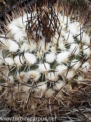 20160517_141808.jpg (569.15 KiB) 17897 mal betrachtet Turbinicarpus roseiflorus Hybride <br />DDR