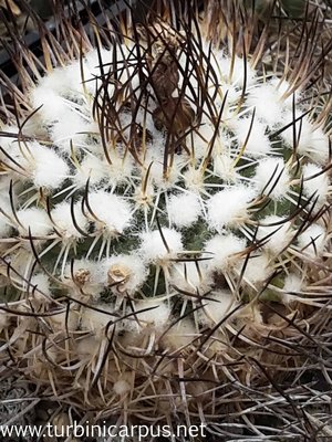 Turbinicarpus roseiflorus Hybride <br />DDR