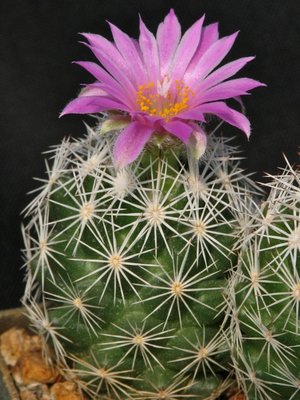 Escobaria grata.jpeg
