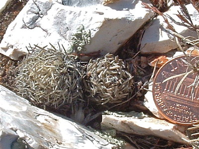 DSCF0093.JPG