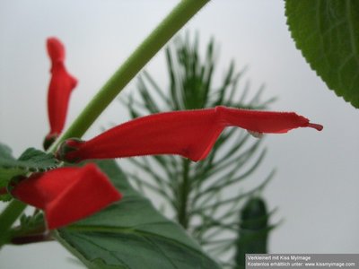 Sinningia magnifica Einzelblüte_klein.jpg