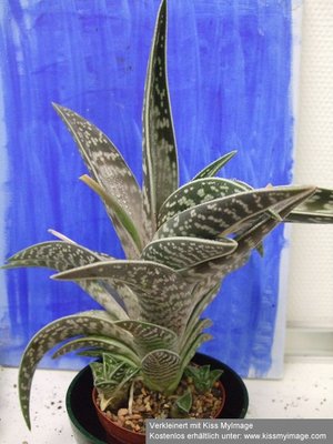 Aloe variegata_klein.jpg