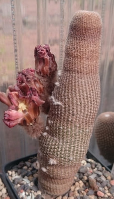 L bon DSC_4769.JPG (128.99 KiB) 17566 mal betrachtet verblühte Pflanze