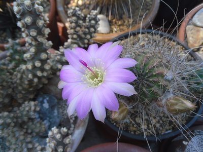 Lobivia wrightiana WR 396 2016-1.JPG (176.48 KiB) 13324 mal betrachtet Lobivia wrightiana WR 396
