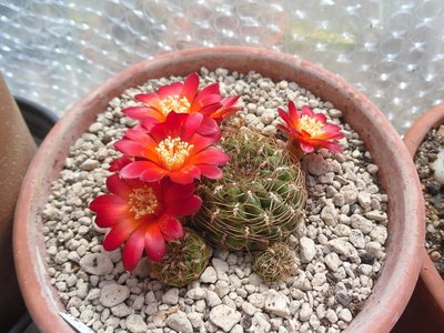 Sulcorebutia cuprea HS 268 2016-2.JPG (232.18 KiB) 13324 mal betrachtet Sulcorebutia cuprea HS 268