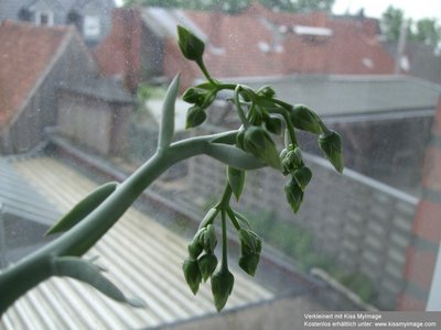 Cotyledon sp Knospen_klein.jpg