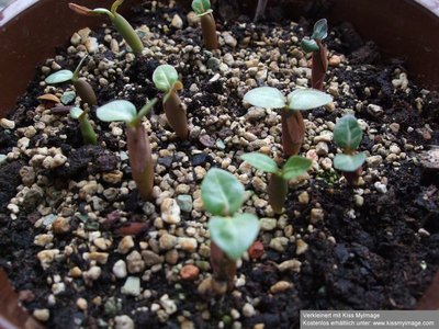 Aussaat Adenium obesum_klein.jpg