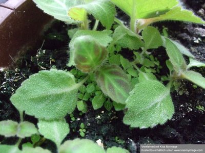 Gloxinella lindeniana, Blattzeichnung_klein.jpg