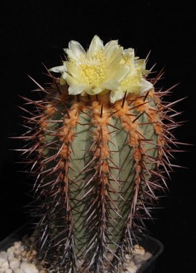 Cop. calderana
