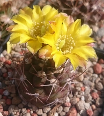 W west DSC_4790.JPG (138.49 KiB) 17728 mal betrachtet Weingartia westii SE168