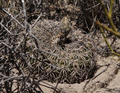DSC03915.JPG (242.57 KiB) 22902 mal betrachtet Gymnocalycium spegazzinii RB3212 - südl. Punta de Balastro, Catamarca 2145m