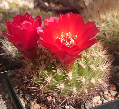 DSC_4796.JPG (158.75 KiB) 17722 mal betrachtet HS 164