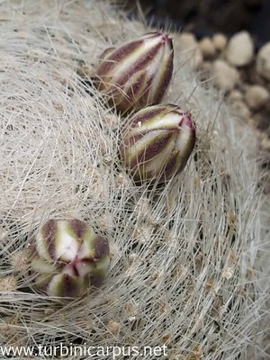 20160524_154541.jpg (514.34 KiB) 13229 mal betrachtet Mammillaria lenta <br />La Menchaca COAH.