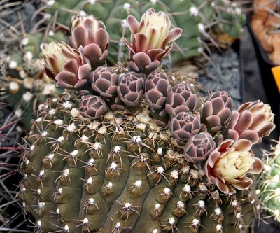 G.stellatum/quehlianum (als G.parvulum erhalten)